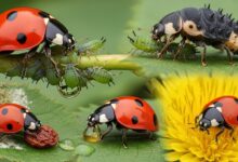 Ladybugs Eat : What These Colorful Beetles Really Eat